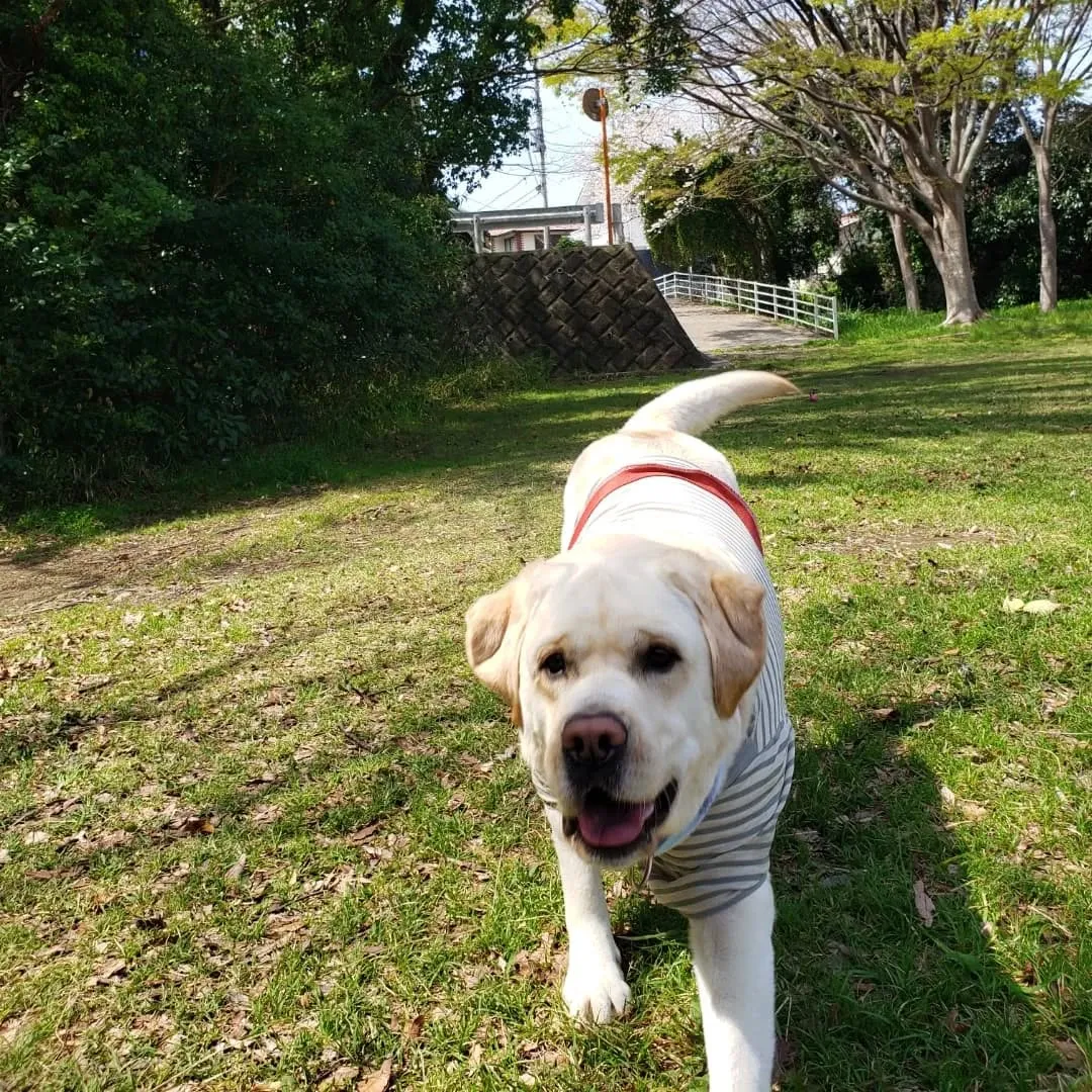 朝はみんなでお散歩へ行ってきました😊