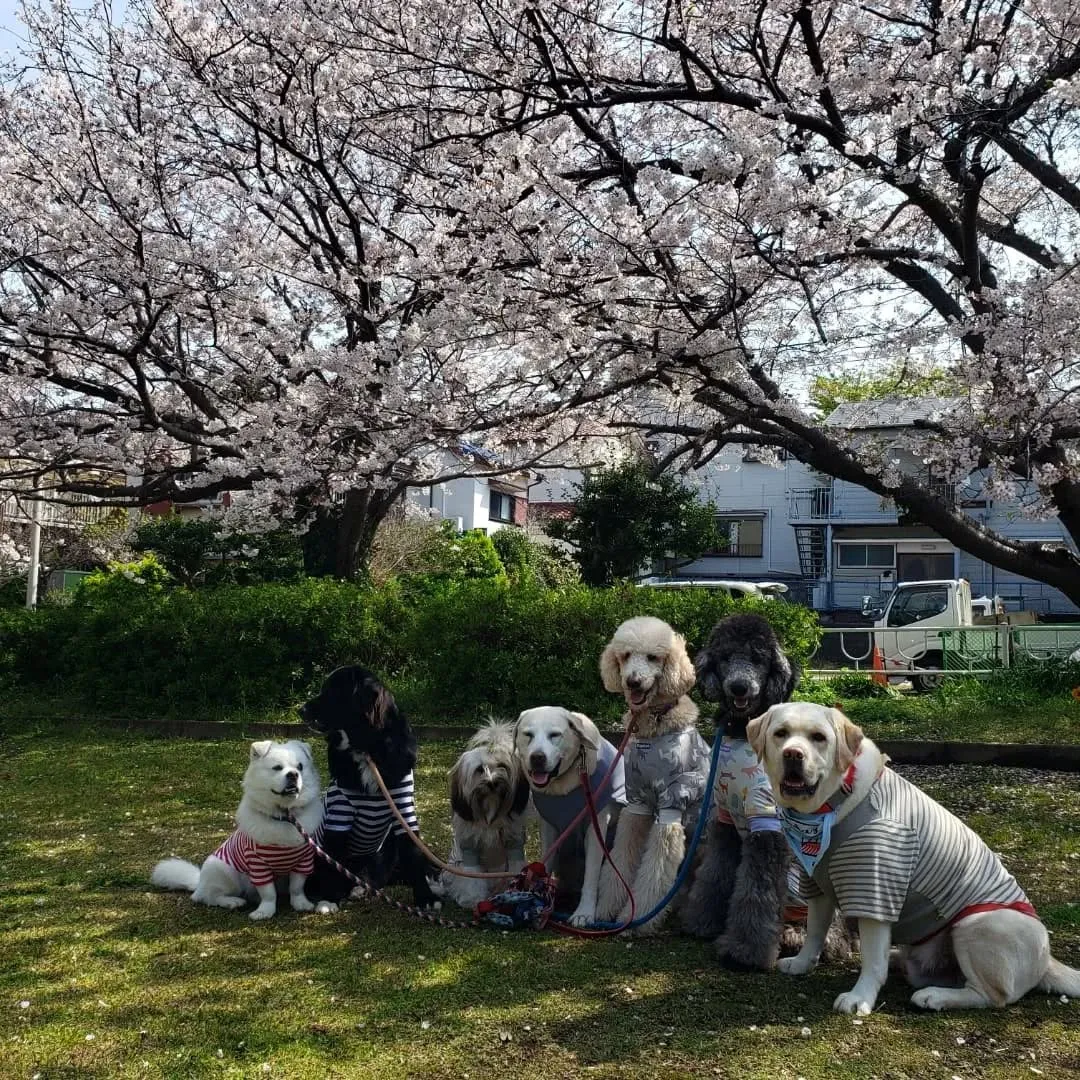 朝はみんなでお散歩へ行ってきました😊