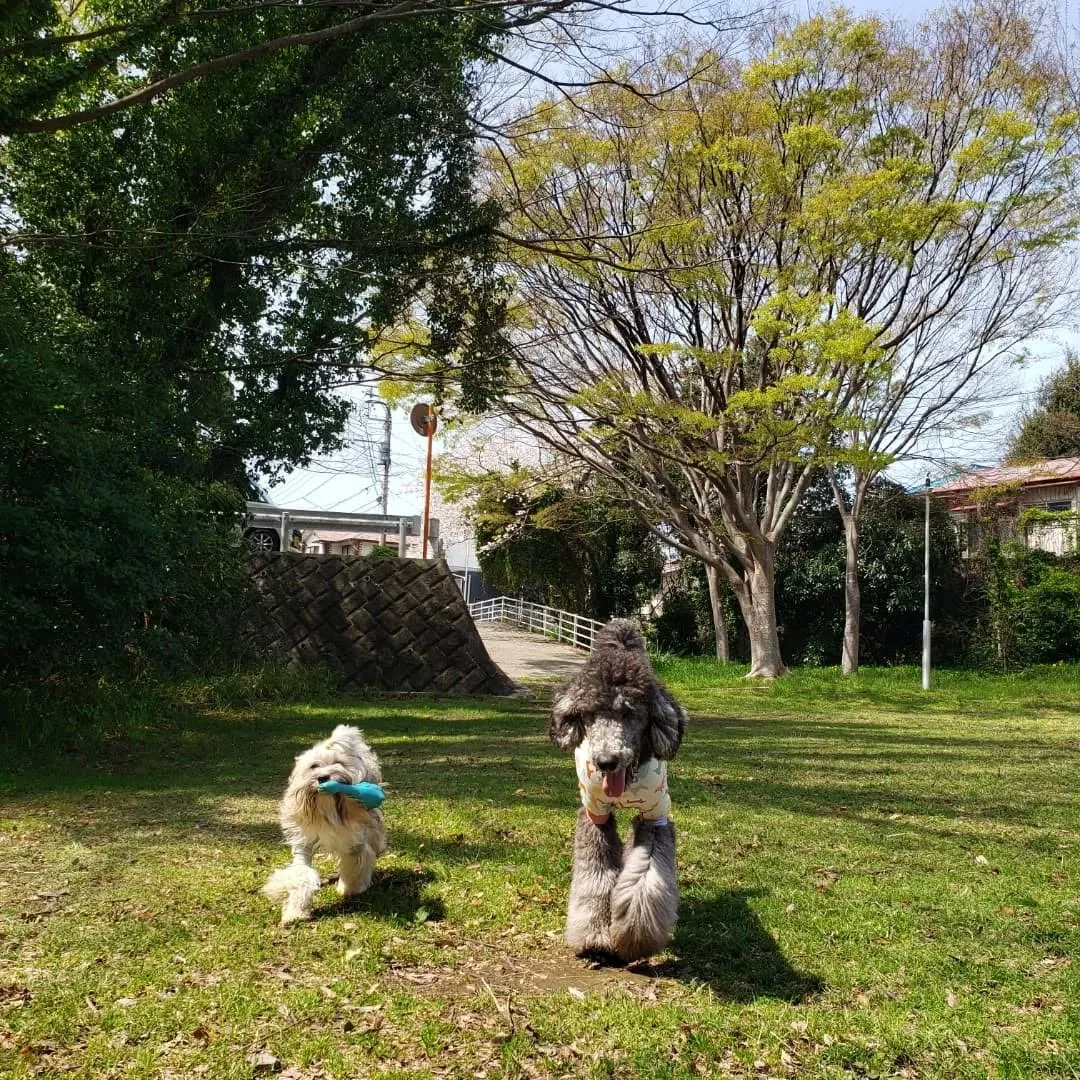 朝はみんなでお散歩へ行ってきました😊