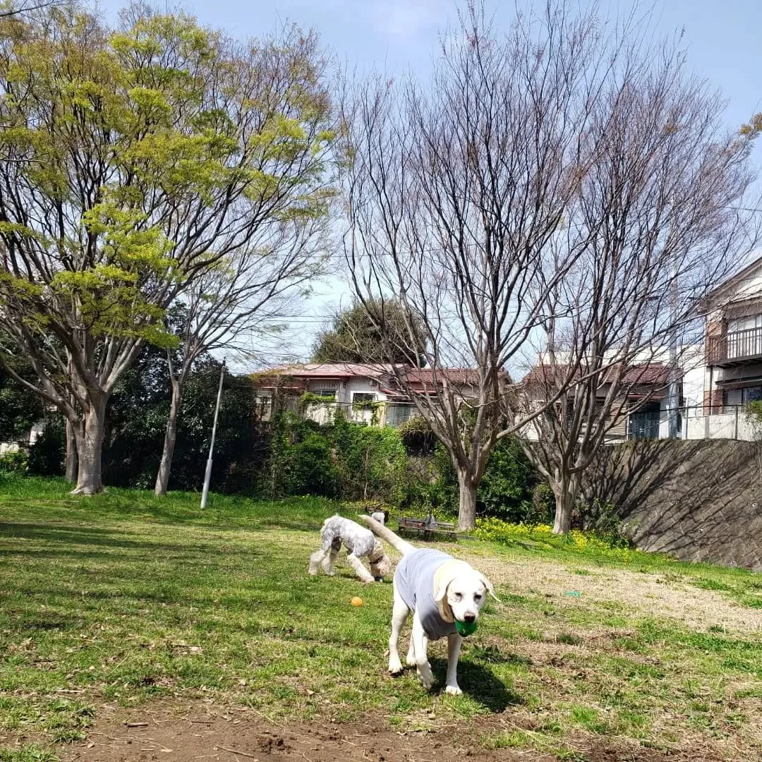 朝はみんなでお散歩へ行ってきました😊