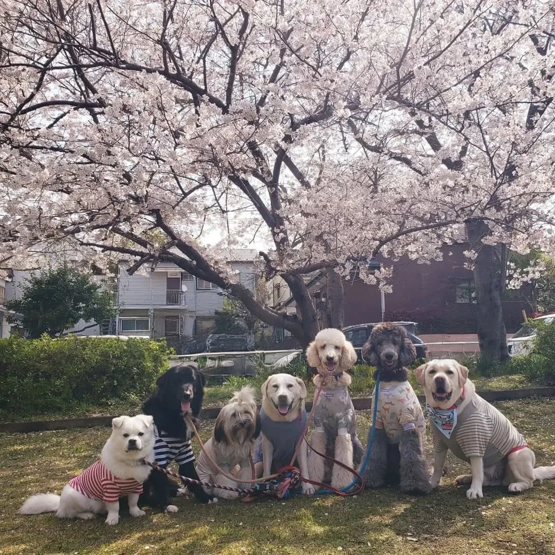 朝はみんなでお散歩へ行ってきました😊