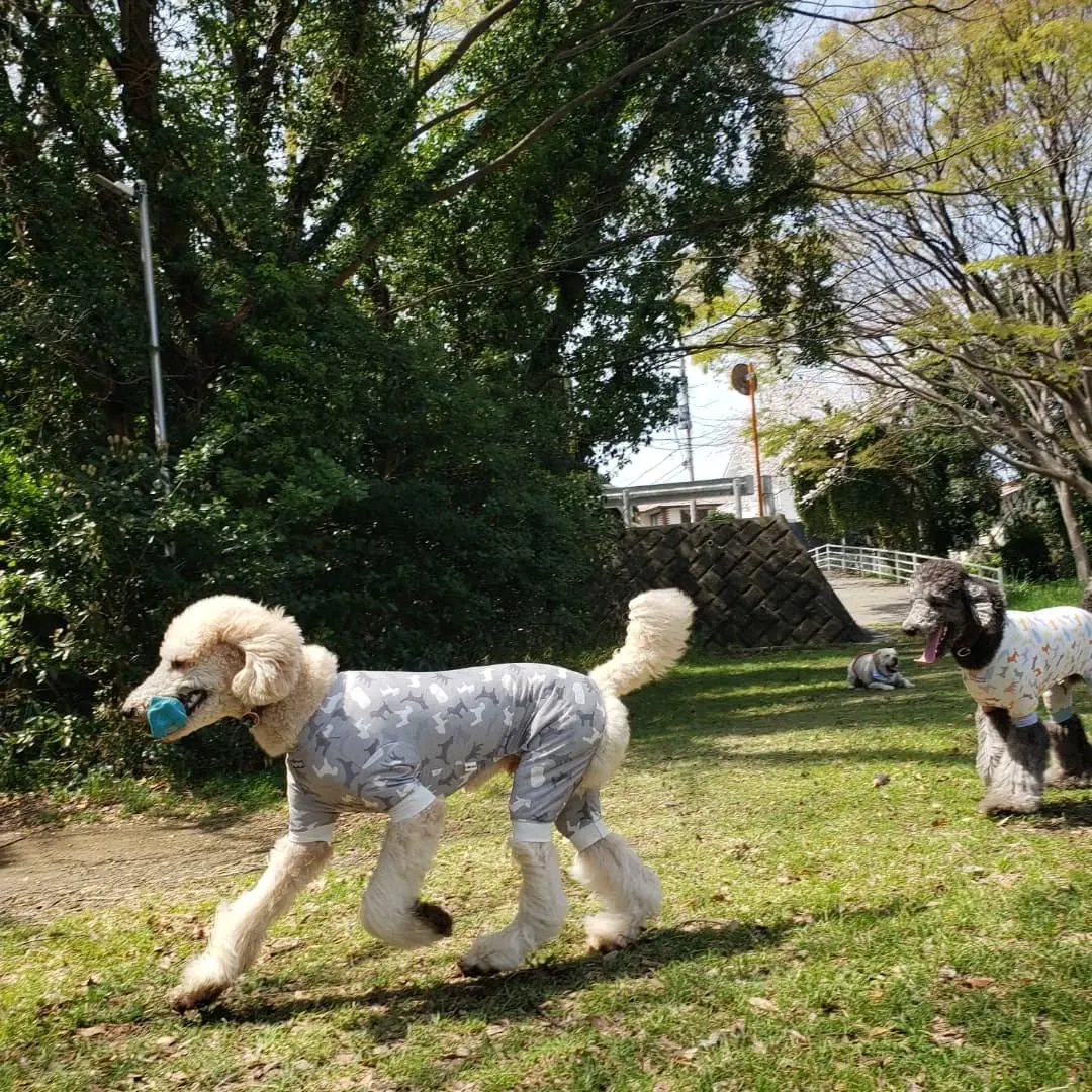 朝はみんなでお散歩へ行ってきました😊
