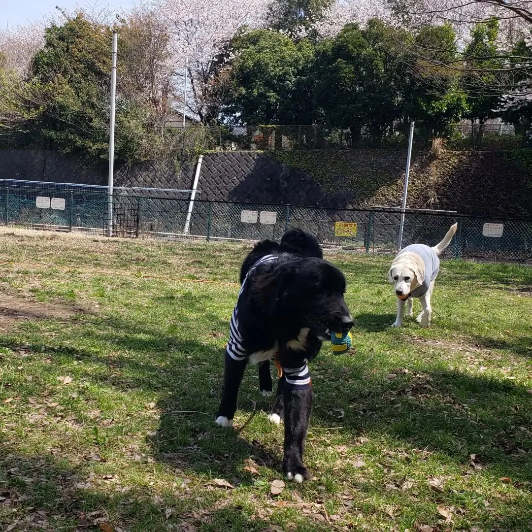 集中力がでてきたグリ君💓