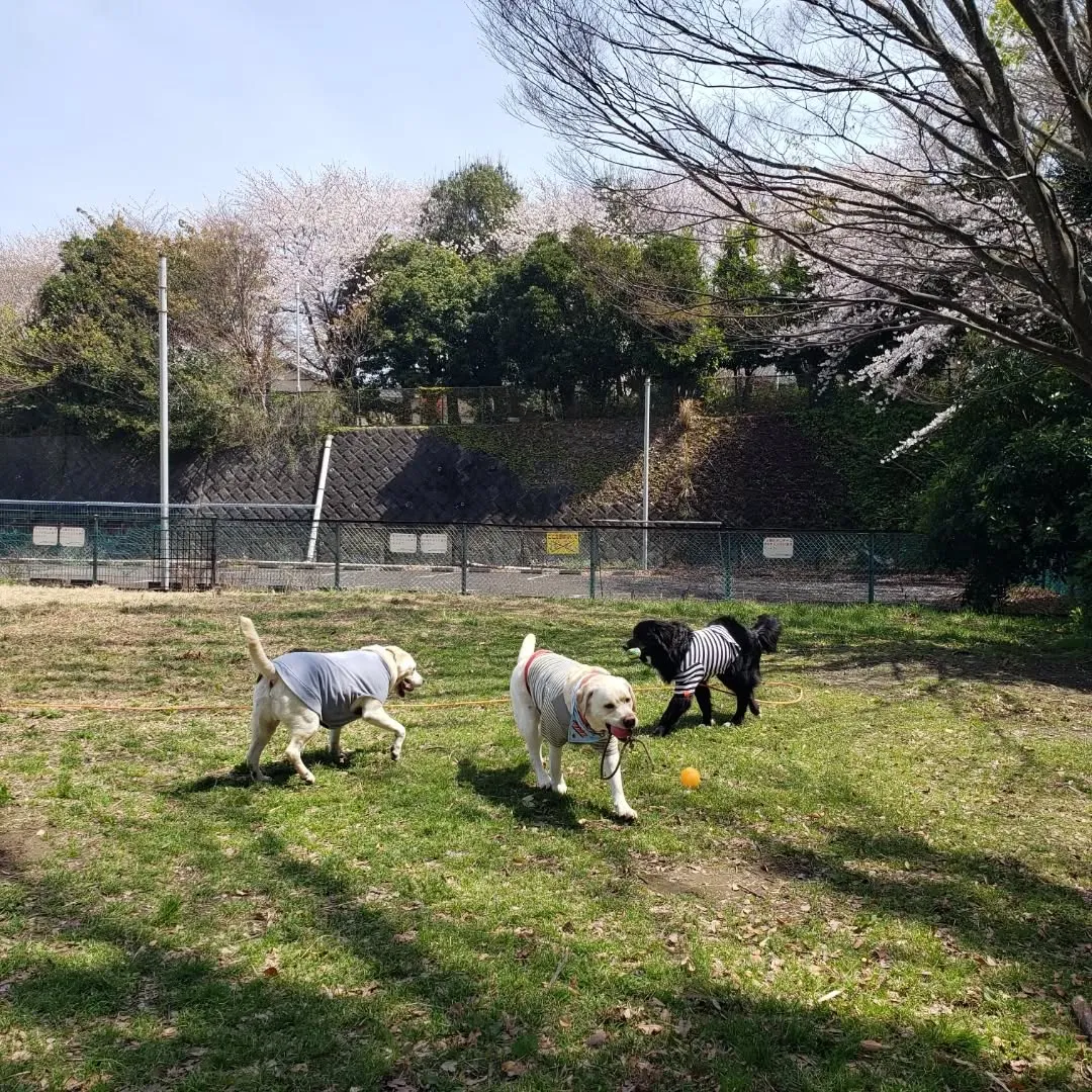 集中力がでてきたグリ君💓
