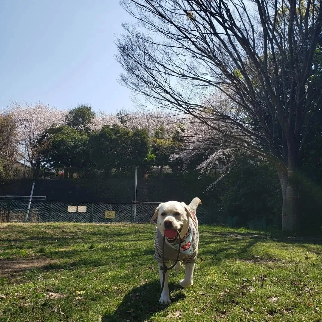 いつもの公園で遊んだ2ぴき💓