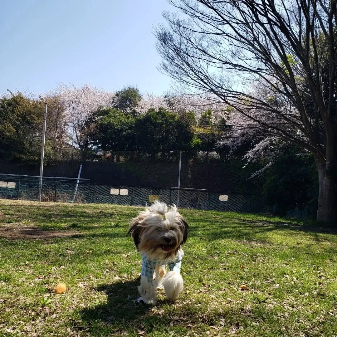 いつもの公園で遊んだ2ぴき💓