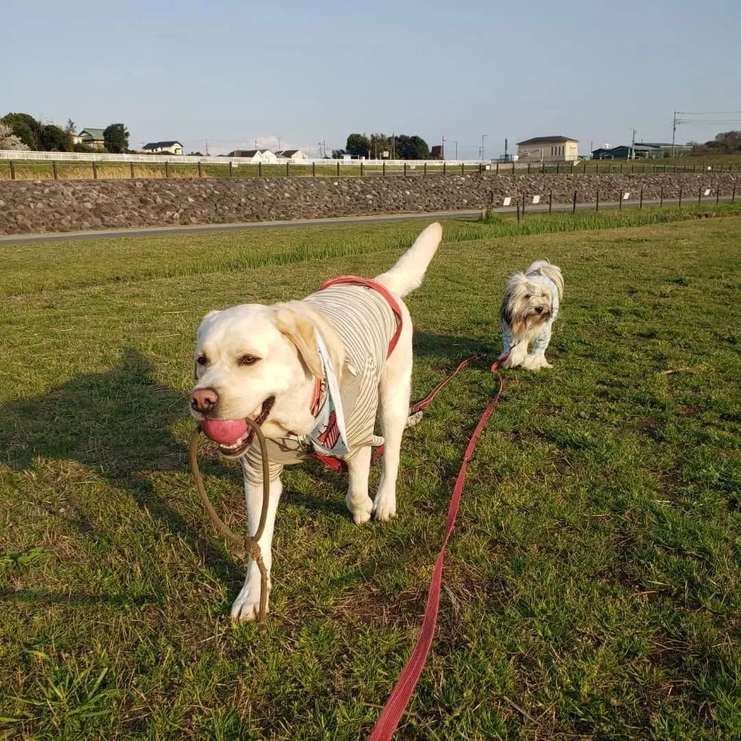 アジリテイのレッスンの後境川遊水地公園へ寄りました。