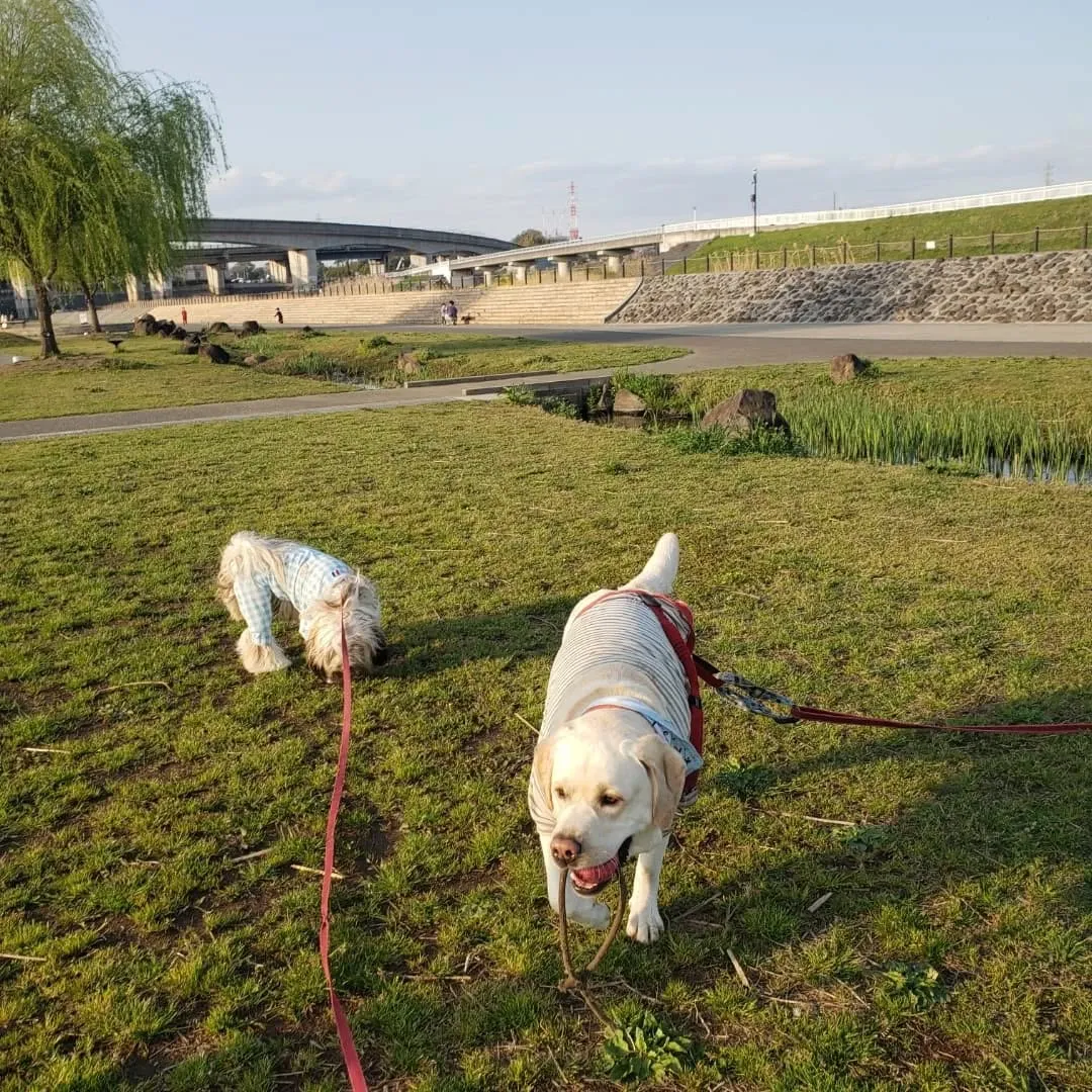 アジリテイのレッスンの後境川遊水地公園へ寄りました。