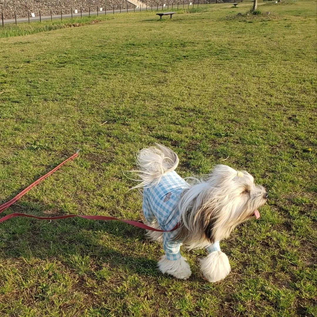 アジリテイのレッスンの後境川遊水地公園へ寄りました。