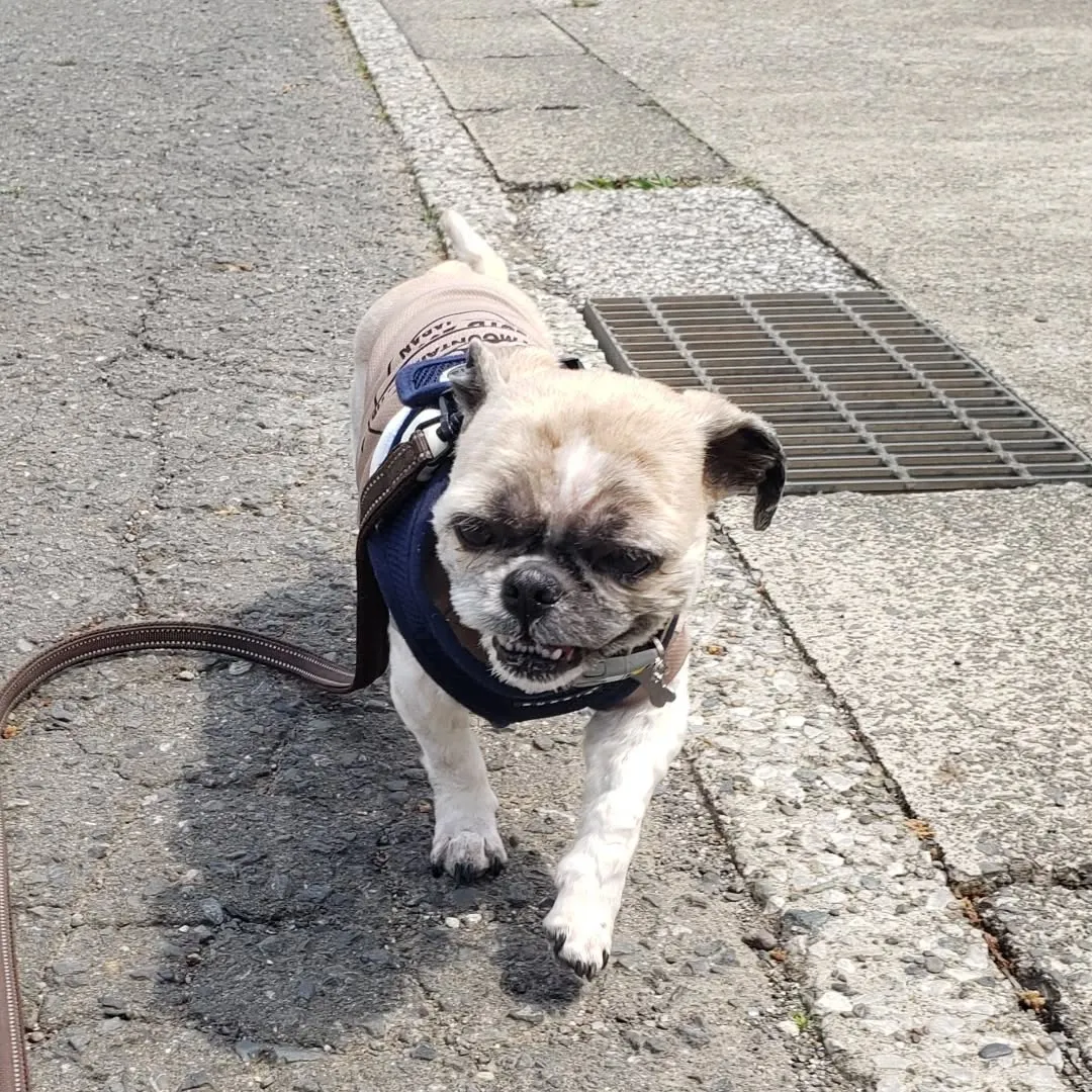 ダイちゃんとお散歩に行ってきました♪