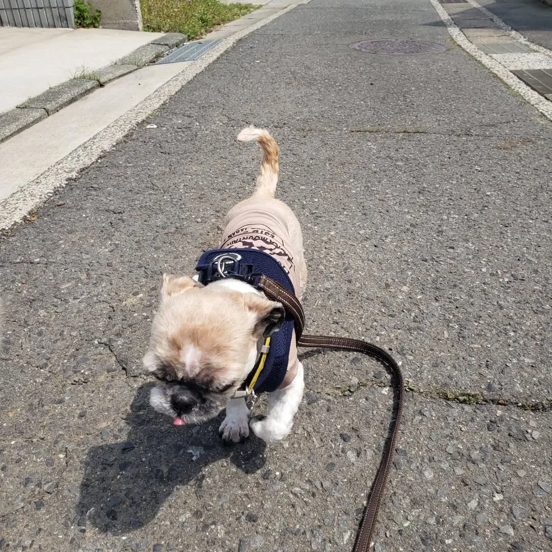 ダイちゃんとお散歩に行ってきました♪