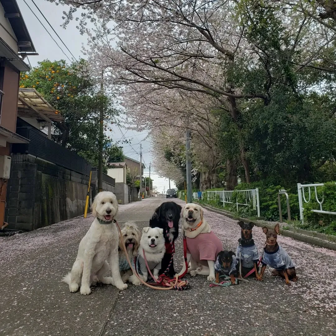 みんなでお散歩へ行ってきました♪