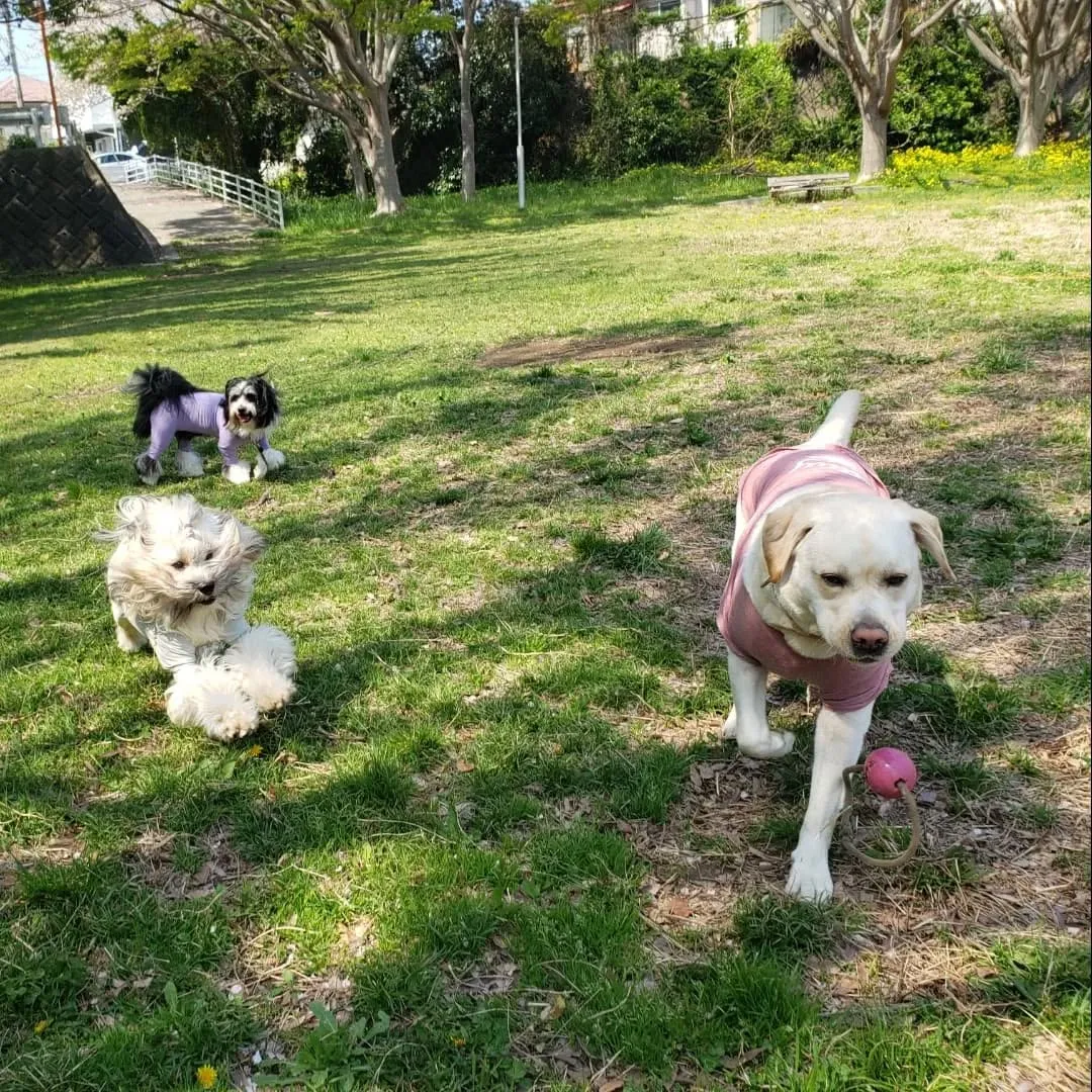 良いお天気になったので公園でプレイタイム💓