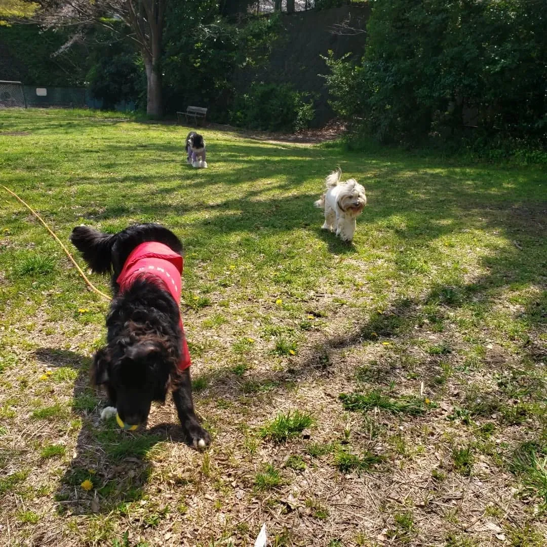 良いお天気になったので公園でプレイタイム💓