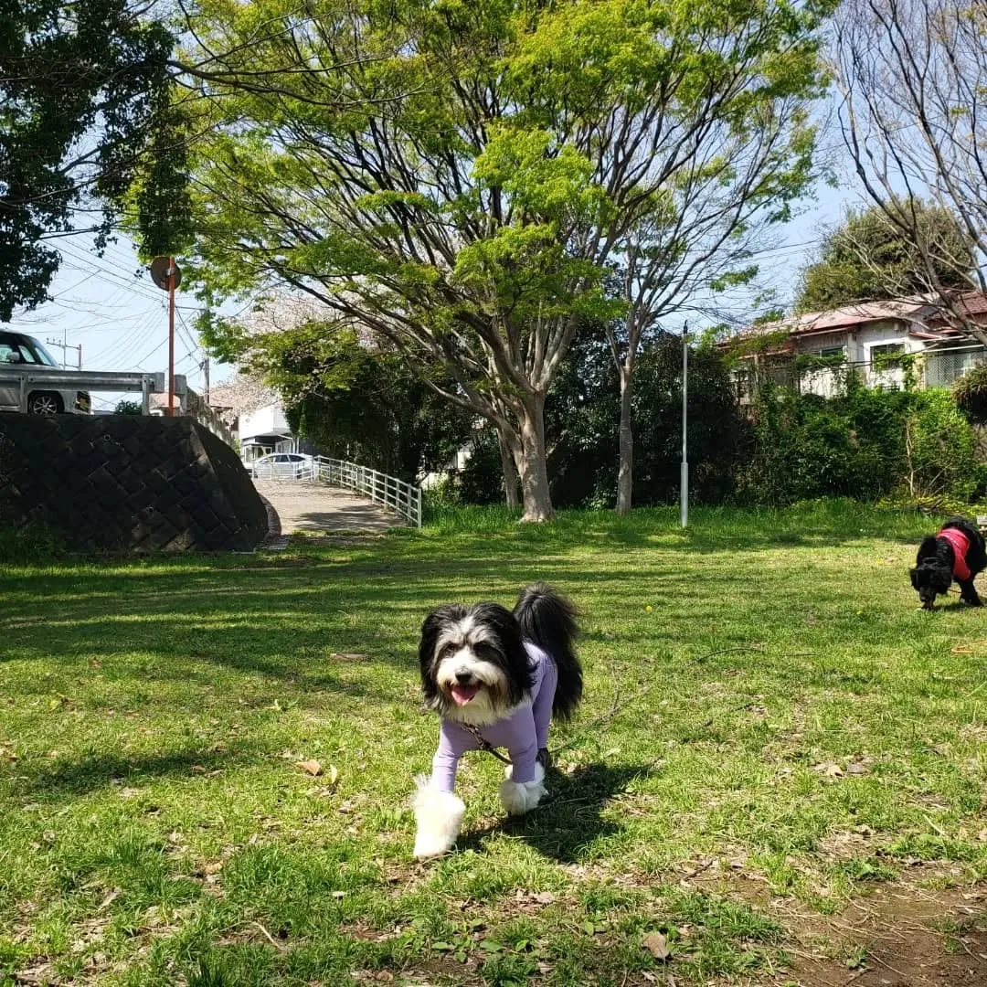 良いお天気になったので公園でプレイタイム💓