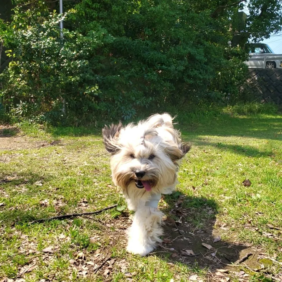 良いお天気になったので公園でプレイタイム💓