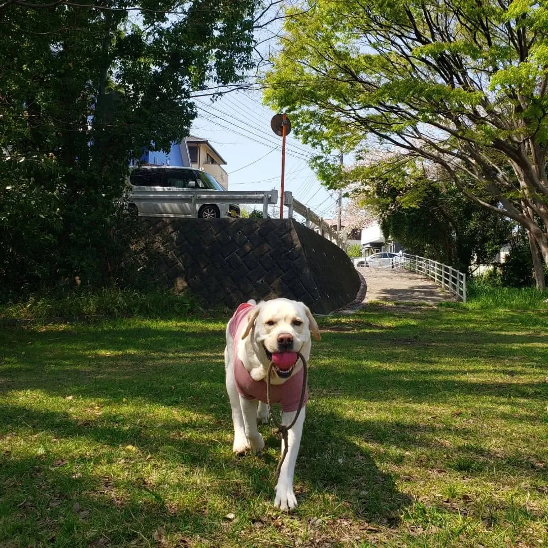 良いお天気になったので公園でプレイタイム💓