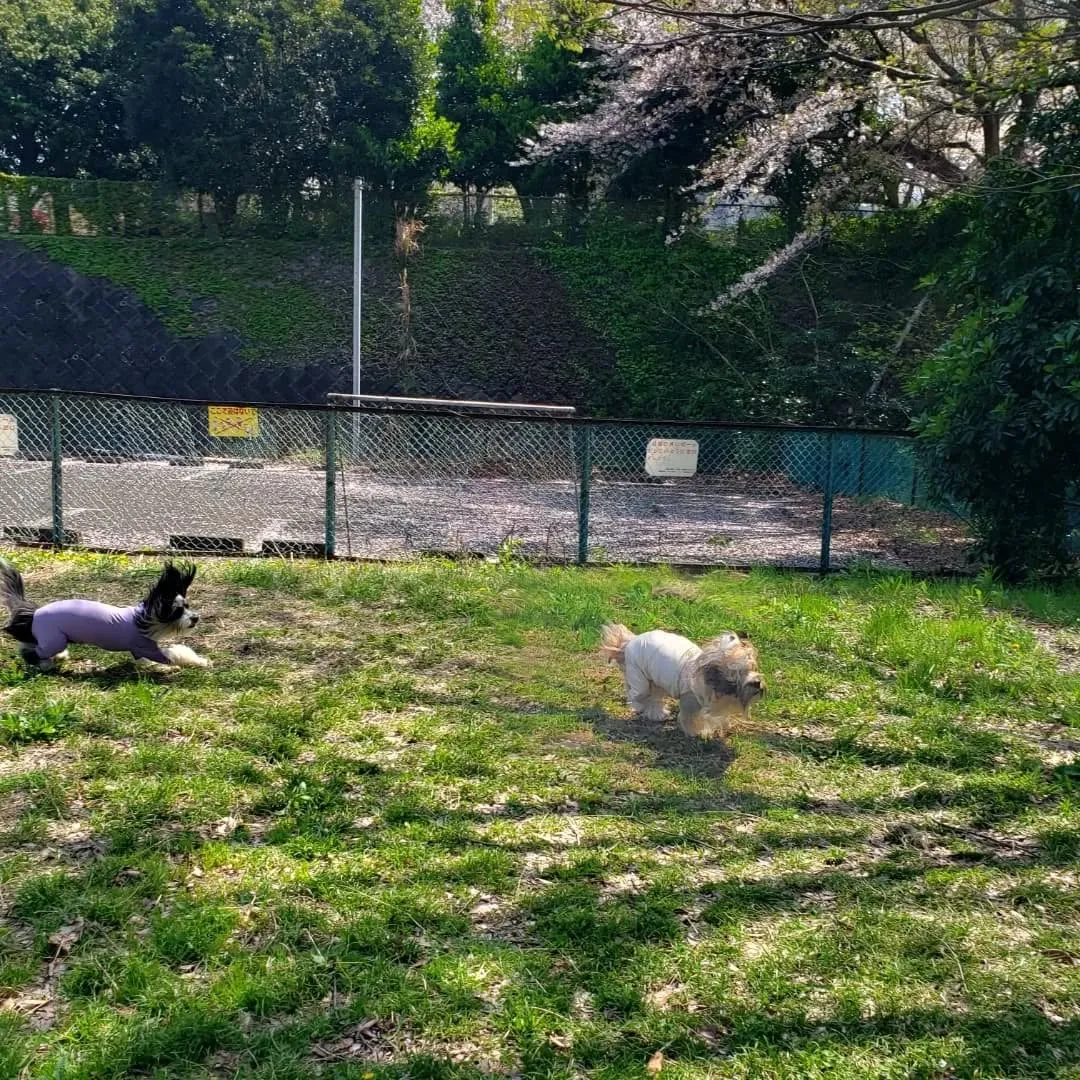 良いお天気になったので公園でプレイタイム💓
