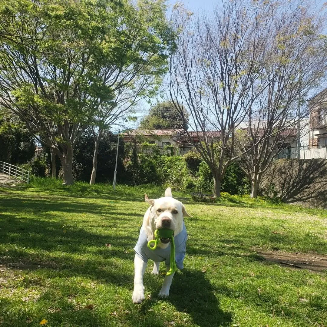 よいお天気なので公園へ♪