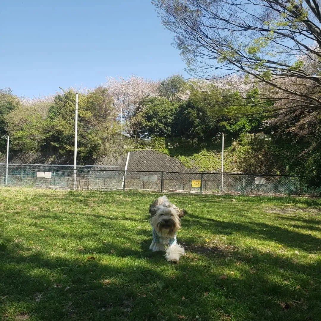 よいお天気なので公園へ♪