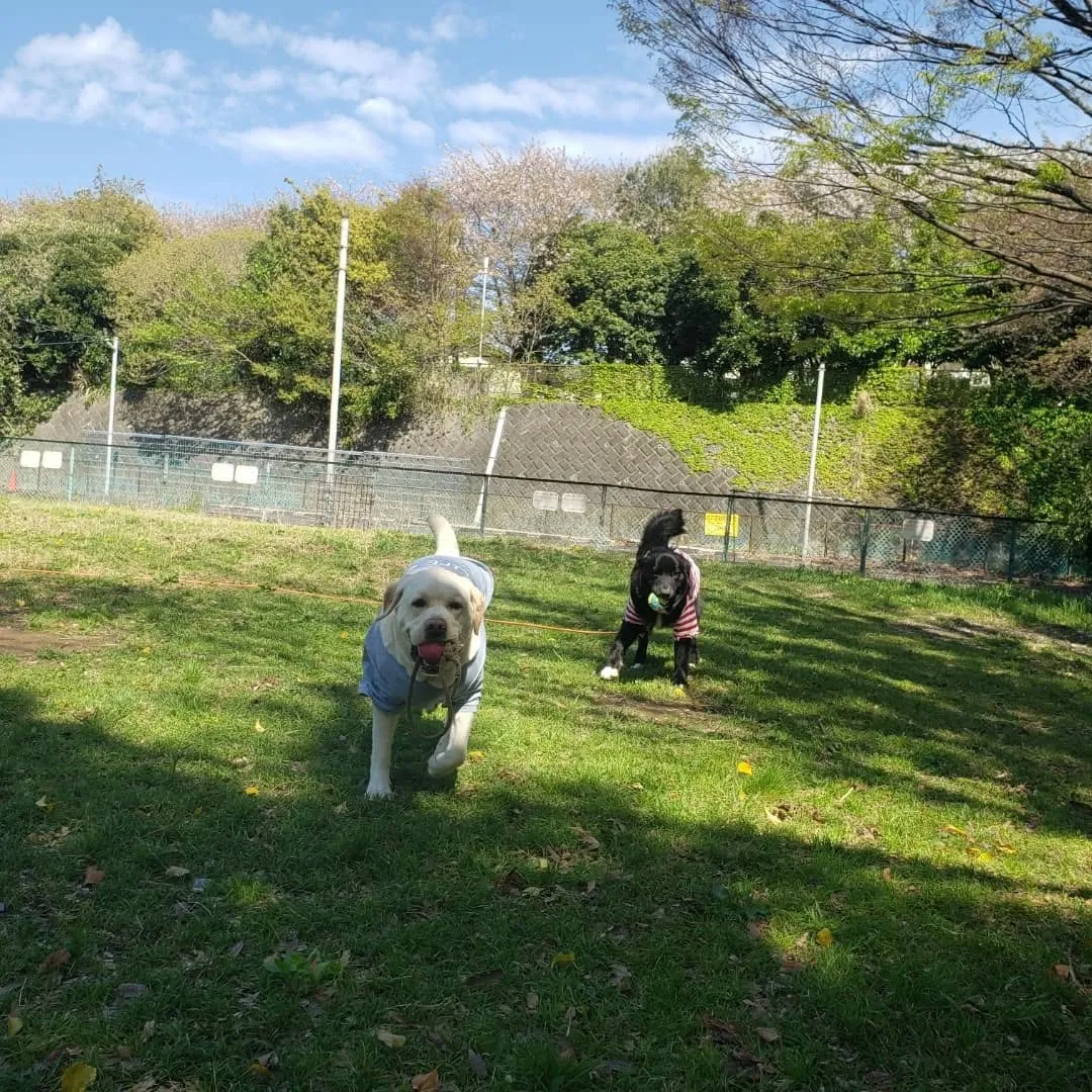 お天気が良いのでお散歩と公園遊び♪