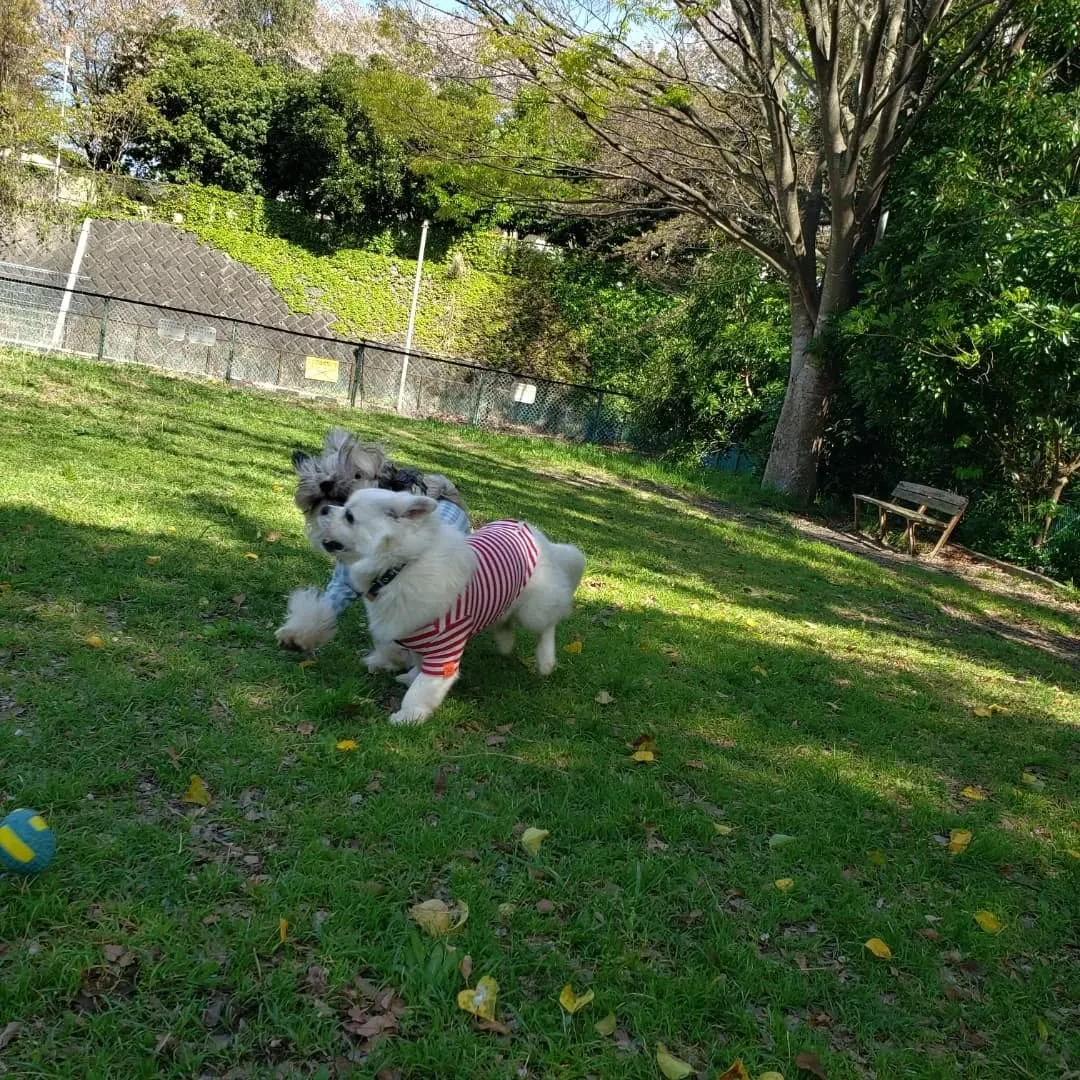 お天気が良いのでお散歩と公園遊び♪