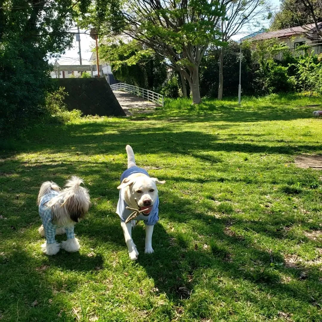 お天気が良いのでお散歩と公園遊び♪