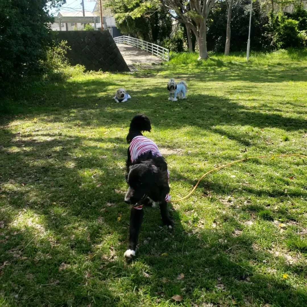 お天気が良いのでお散歩と公園遊び♪