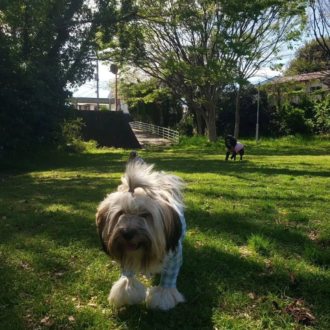 お天気が良いのでお散歩と公園遊び♪