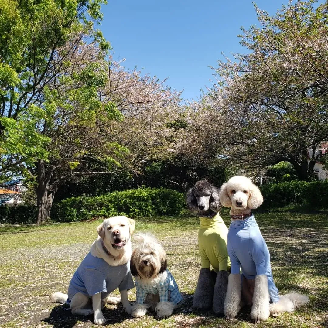 桜も葉桜になってきました。