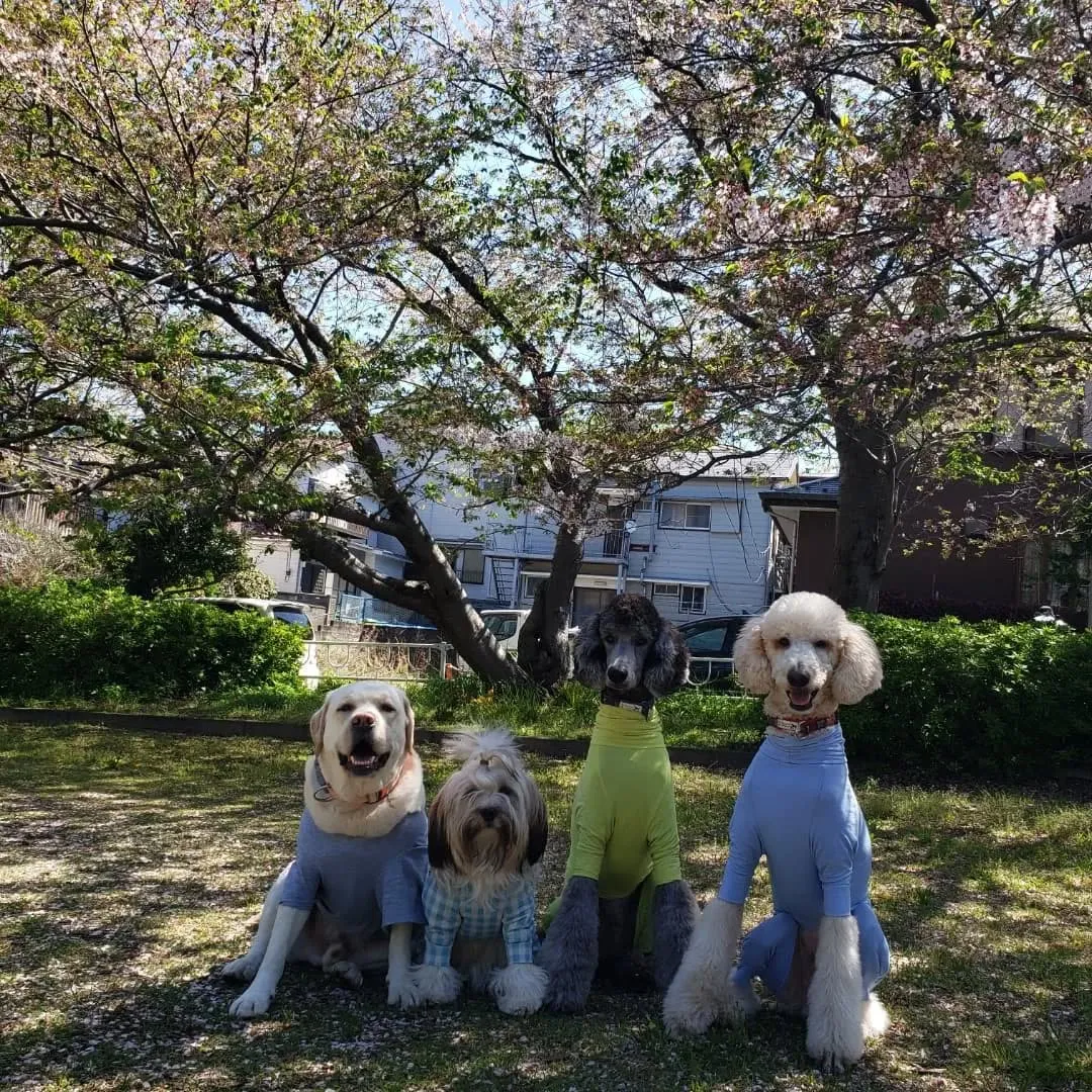 桜も葉桜になってきました。