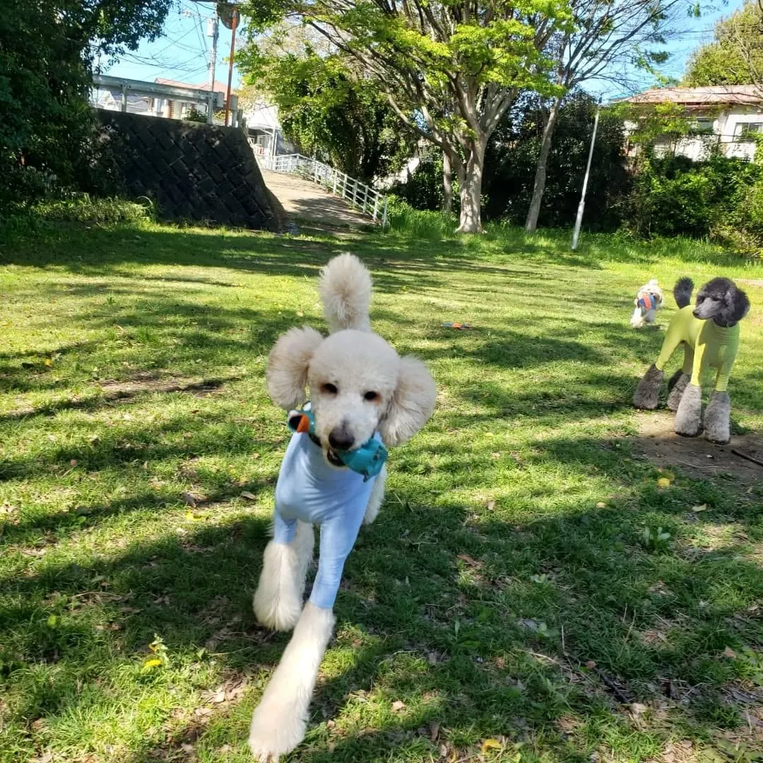 桜も葉桜になってきました。