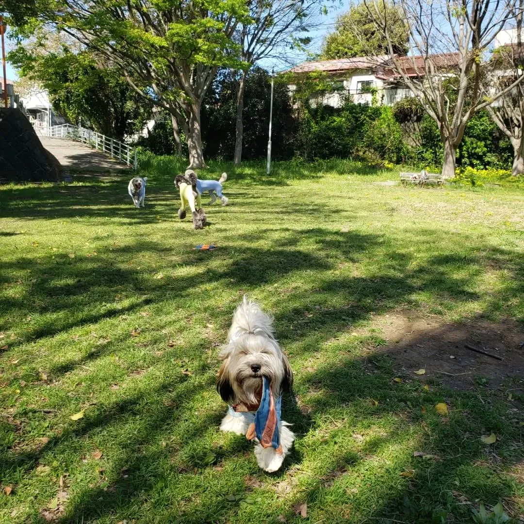 桜も葉桜になってきました。