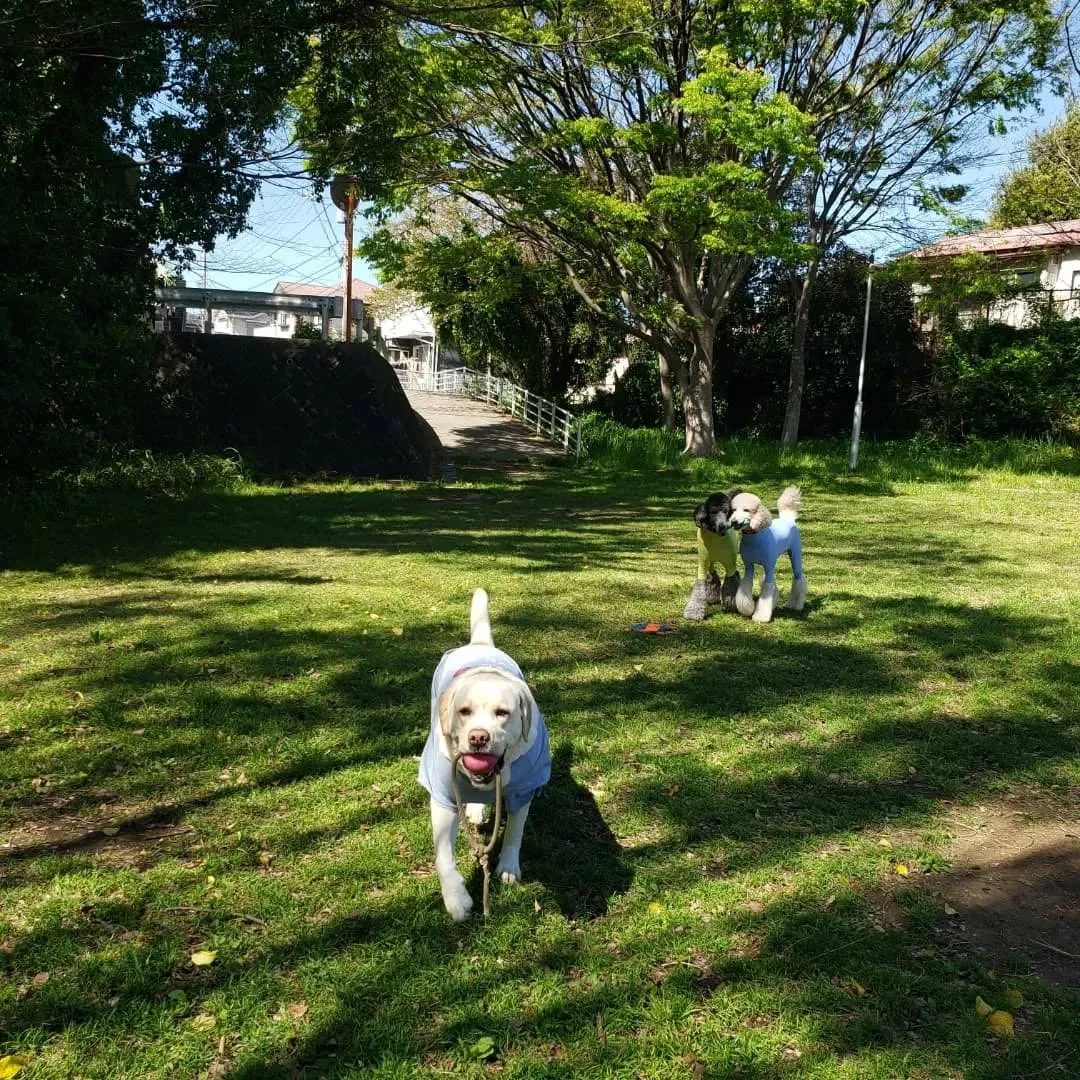 桜も葉桜になってきました。