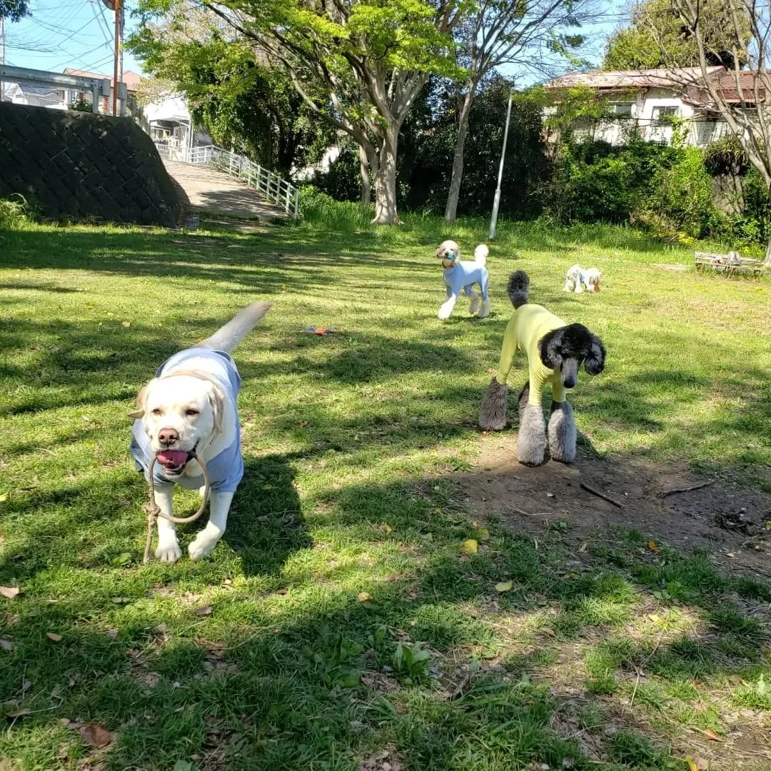 桜も葉桜になってきました。