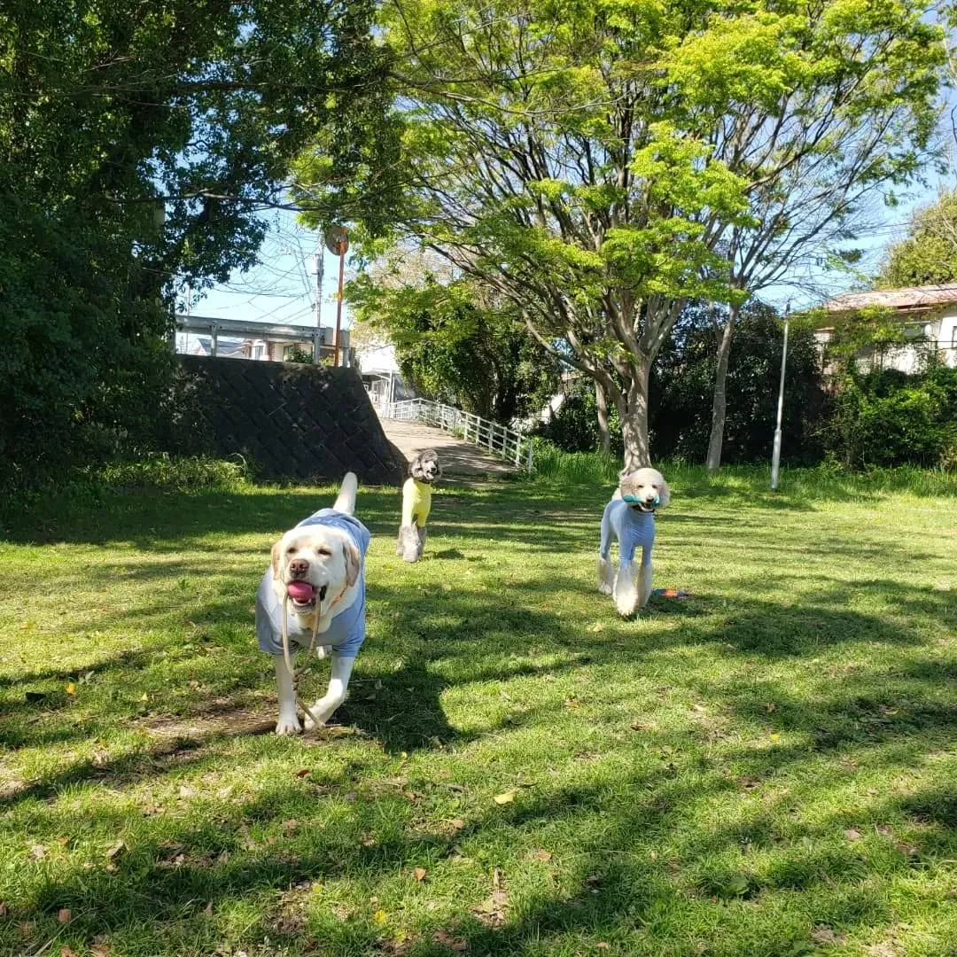 桜も葉桜になってきました。