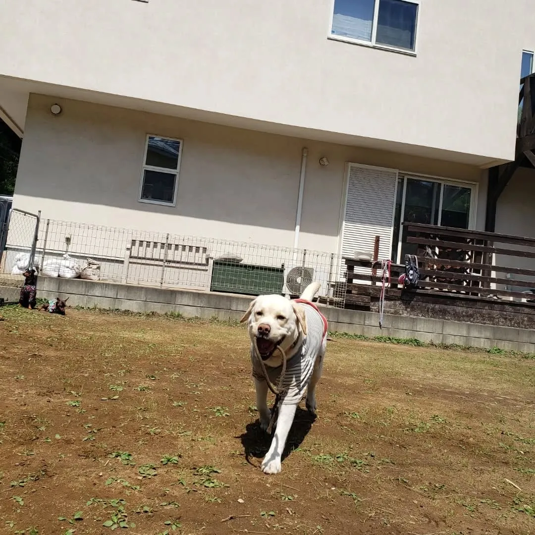 ランでたくさん遊んだわんこさん♥️