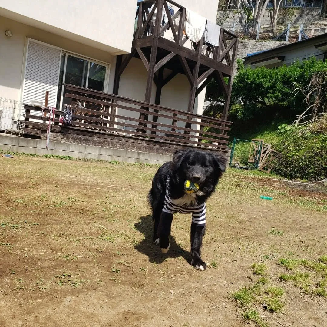 ランでたくさん遊んだわんこさん♥️