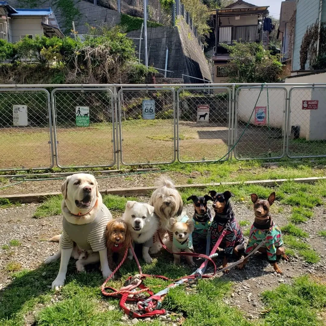 ランでたくさん遊んだわんこさん♥️