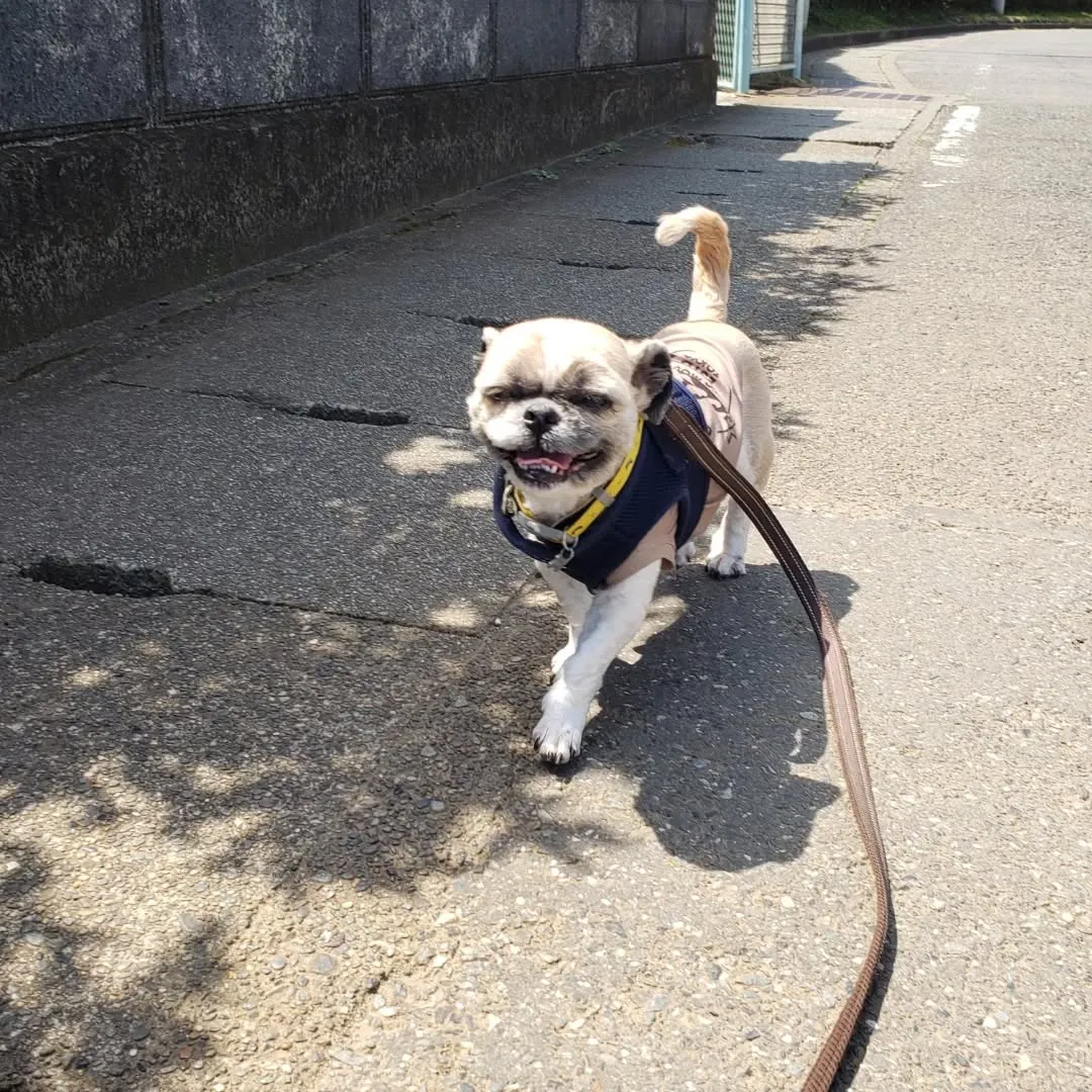 お天気が良くなったのでダイちゃんとお散歩♪