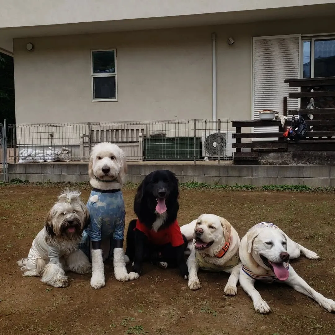 お散歩へ行った後ランで遊ぶわんこさん♥️