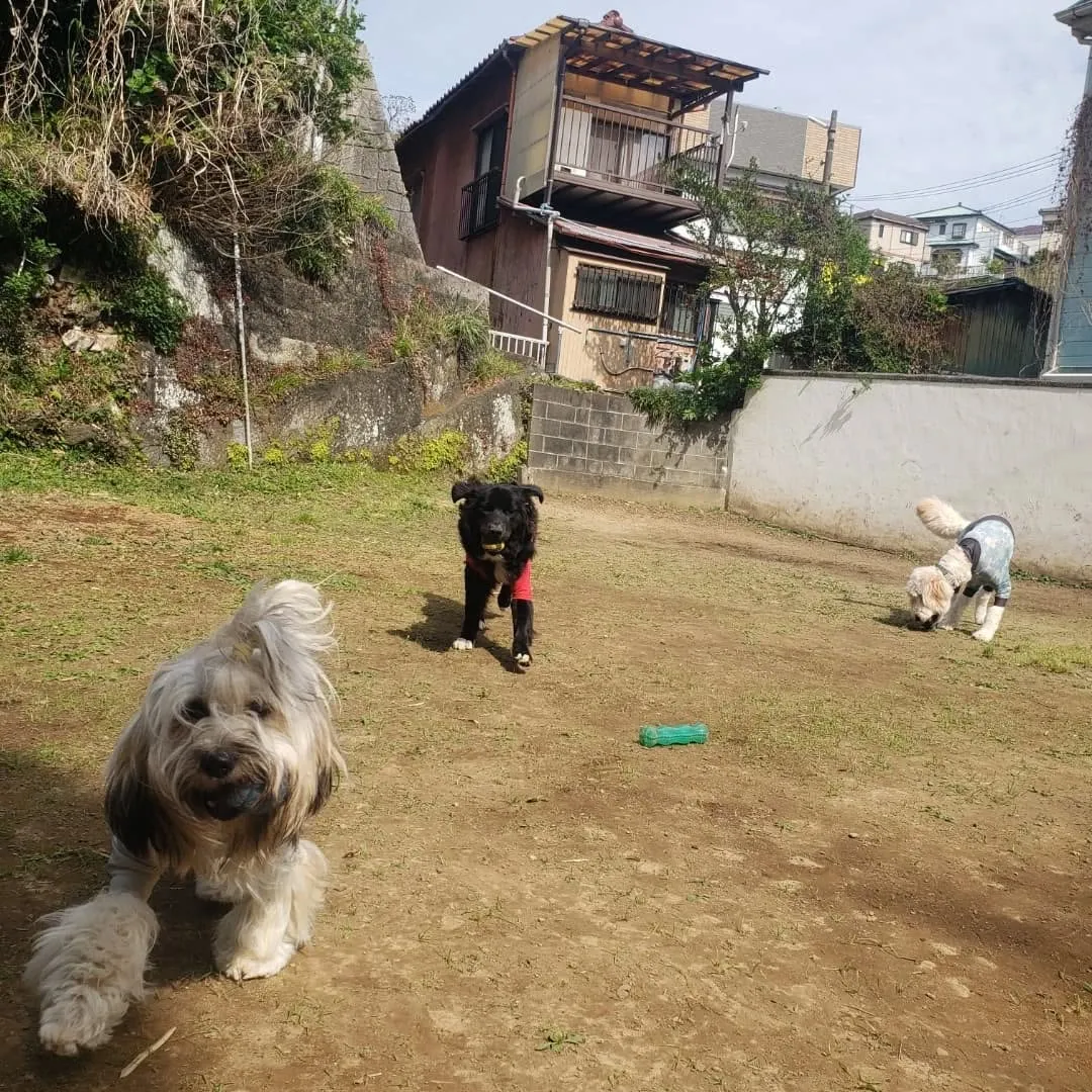 お散歩へ行った後ランで遊ぶわんこさん♥️