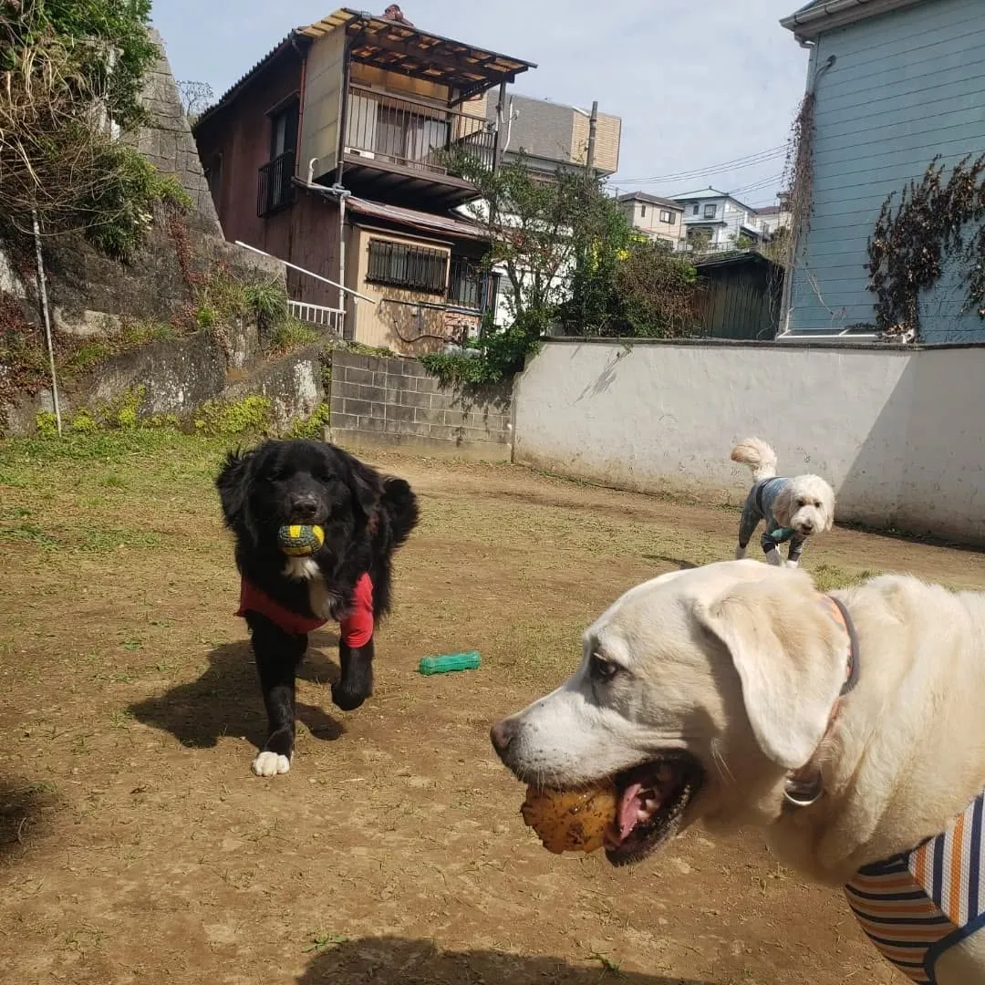 お散歩へ行った後ランで遊ぶわんこさん♥️