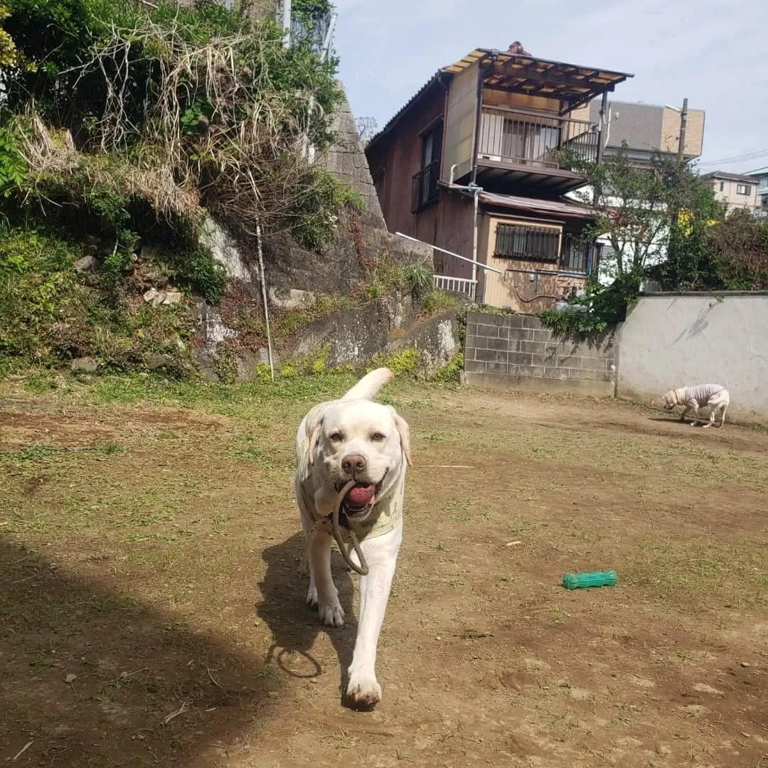 お散歩へ行った後ランで遊ぶわんこさん♥️