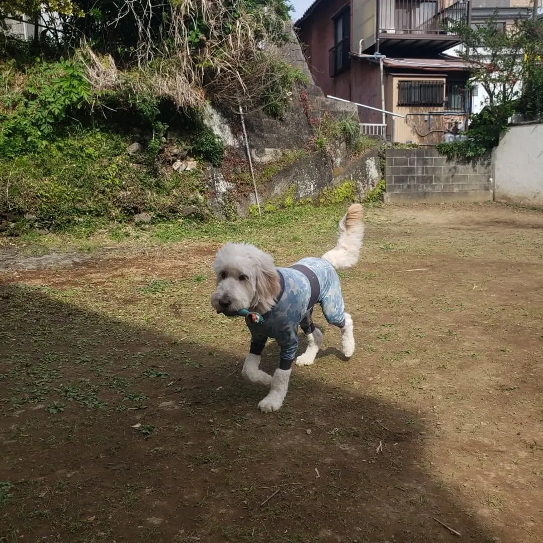 お散歩へ行った後ランで遊ぶわんこさん♥️