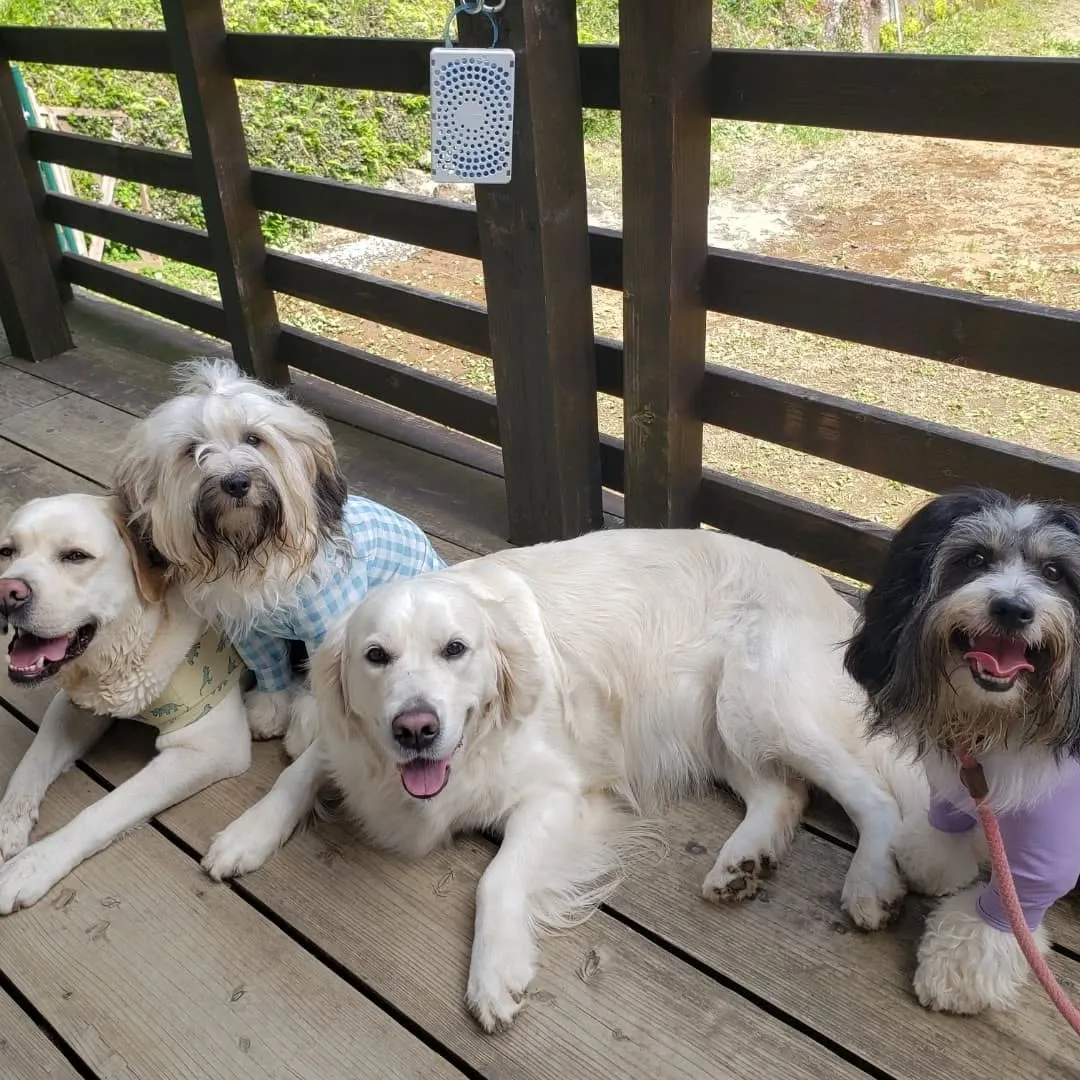 みんなでお散歩へ行ってきました♪