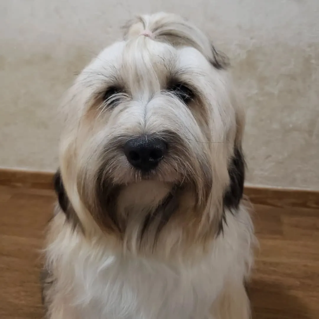 ロデイの披毛もだいぶ伸びてきました。