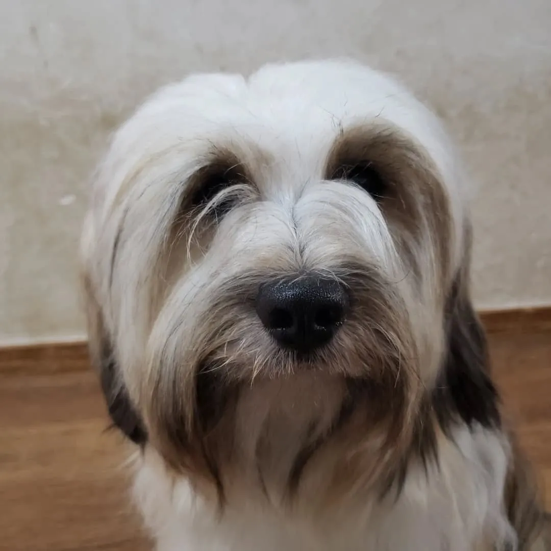 ロデイの披毛もだいぶ伸びてきました。