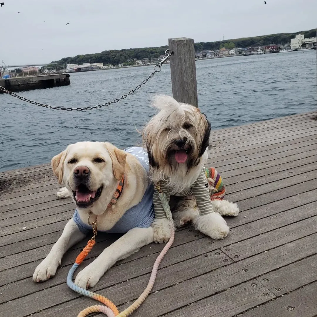 遊びをまじえたがらコマンドレッスン🎵