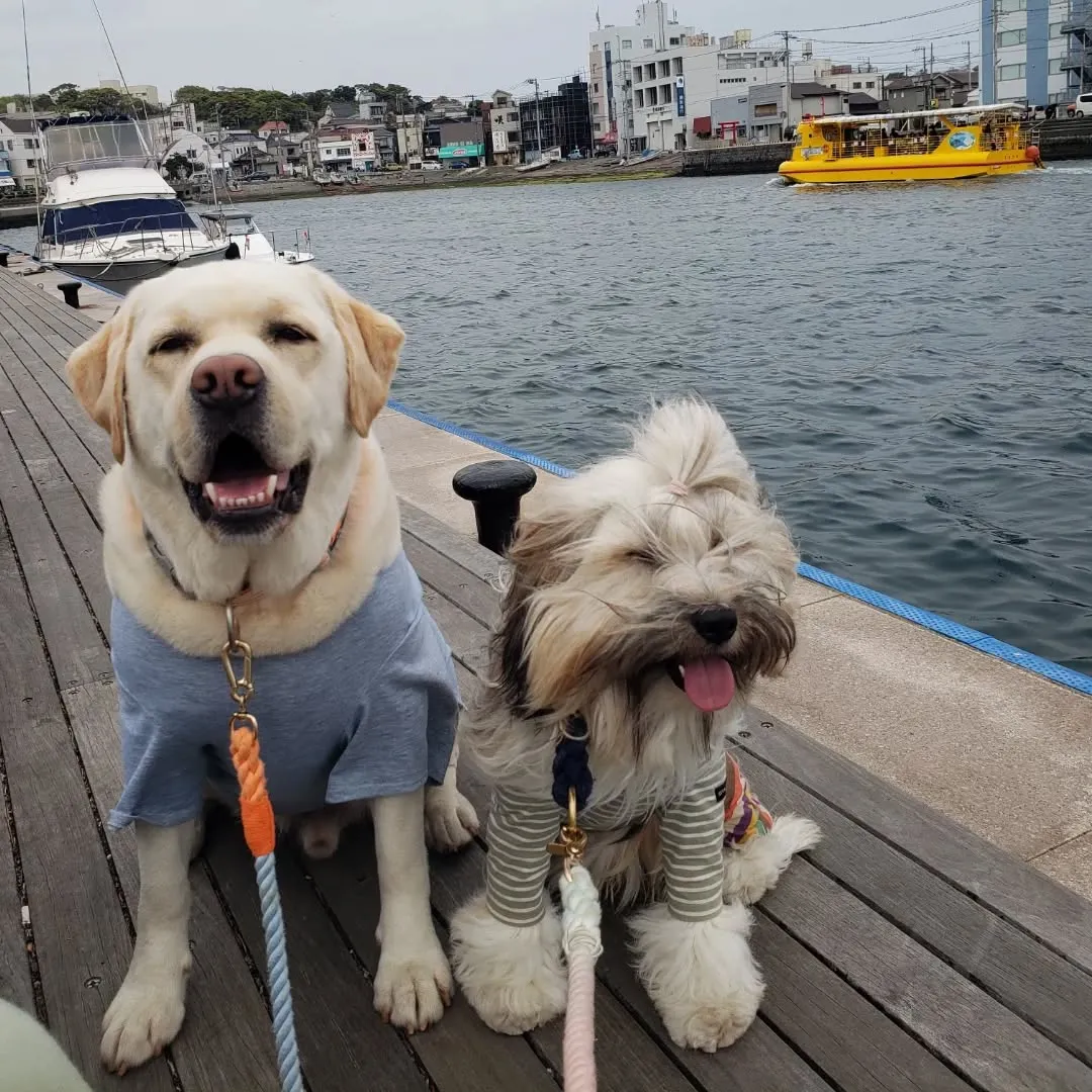 遊びをまじえたがらコマンドレッスン🎵